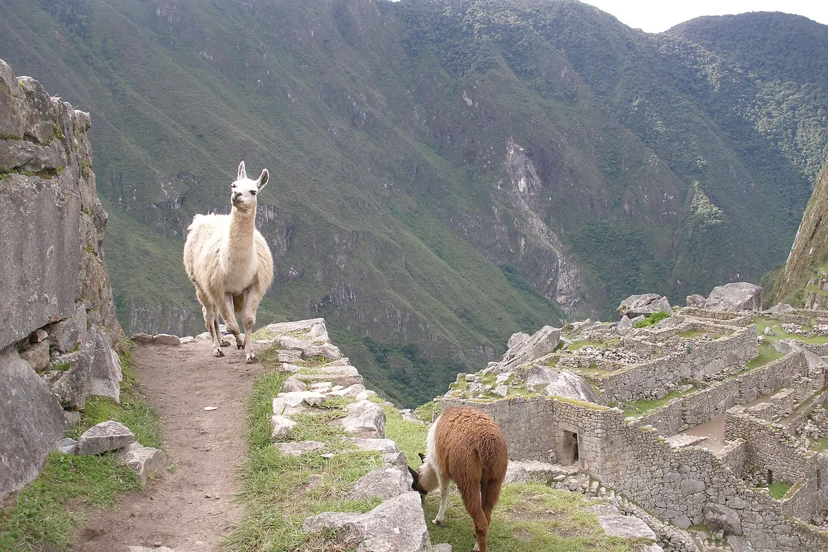 Due lama su un sentiero di pietra sopra le terrazze di Machu Picchu, con una valle verde intenso sullo sfondo e mura in rovina sulla destra